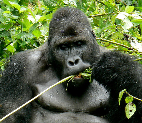 How Do Gorillas Mate | just b.CAUSE How Do Gorillas Mate | just b.CAUSE