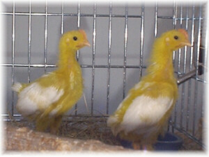 Easter Chicks