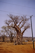 Baobab