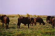 Chobe National Park: Buffalos