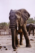 Chobe National Park: Elephant