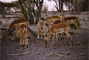 Chobe National Park: Impalas