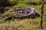 Chobe National Park: Crocodile