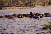 Chobe National Park: Hippos
