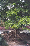Hongkong: Kowloon Park