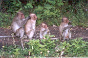 Monkeys in Kep