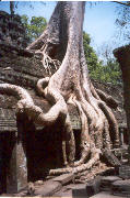 Temples of Angkor: Ta Prohm