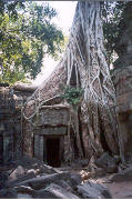 Temples of Angkor: Ta Prohm