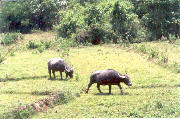 Muang Sing: Water buffalos