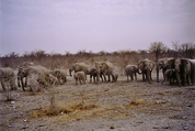 Etosha National Park: Elephants