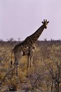 Etosha National Park: Giraffe