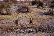 Etosha National Park: Giraffe
