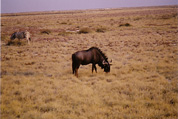 Etosha National Park: Gnu