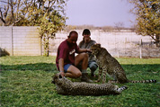 cheetahs... / Geparden...
