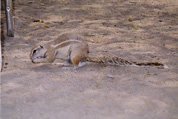 Cape Ground Squirrel / Kaph�rnchen
