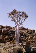 Kokerboom / K&ouml;cherbaum