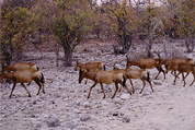 Etosha National Park: Hartebeest / Kuhantilopen
