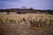 Cheetahs / Geparden