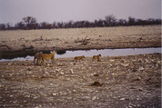 Etosha National Park: Lions / L�wen