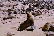 Seals at Cape Cross