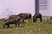 Etosha National Park; Warthogs / Warzenschweine