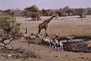 Etosha National Park