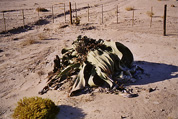 Welwitschia Mirabilis