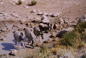 Etosha National Park: Zebras
