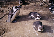 Penguins at Boulders Beach