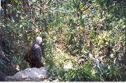 Trekking near Chiang Mai