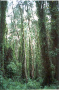 Mekong Delta