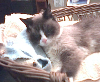 Buffy