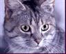 Katten namen