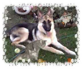 Kasey, my German Shepherd in a tunnel