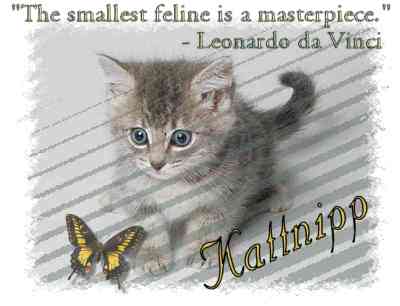 a cute kitten and butterfly