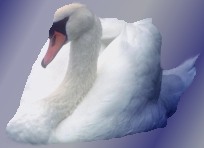 swan