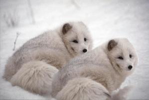adding a friend with the clone tool