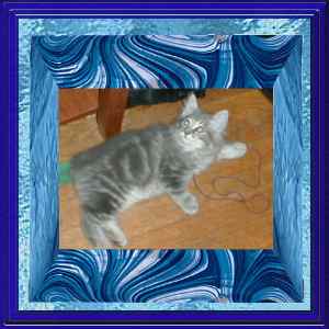 My cat Weebil in blue