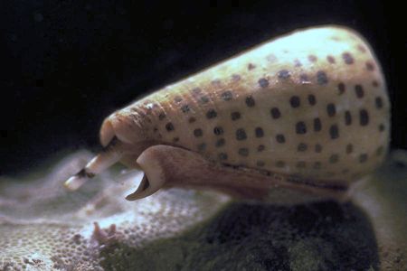 a shell