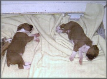 Puppies
