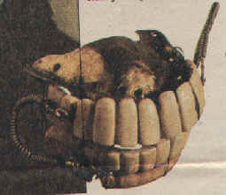 Prosthesis of George Washington