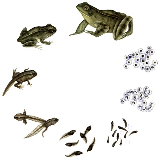frogcycle