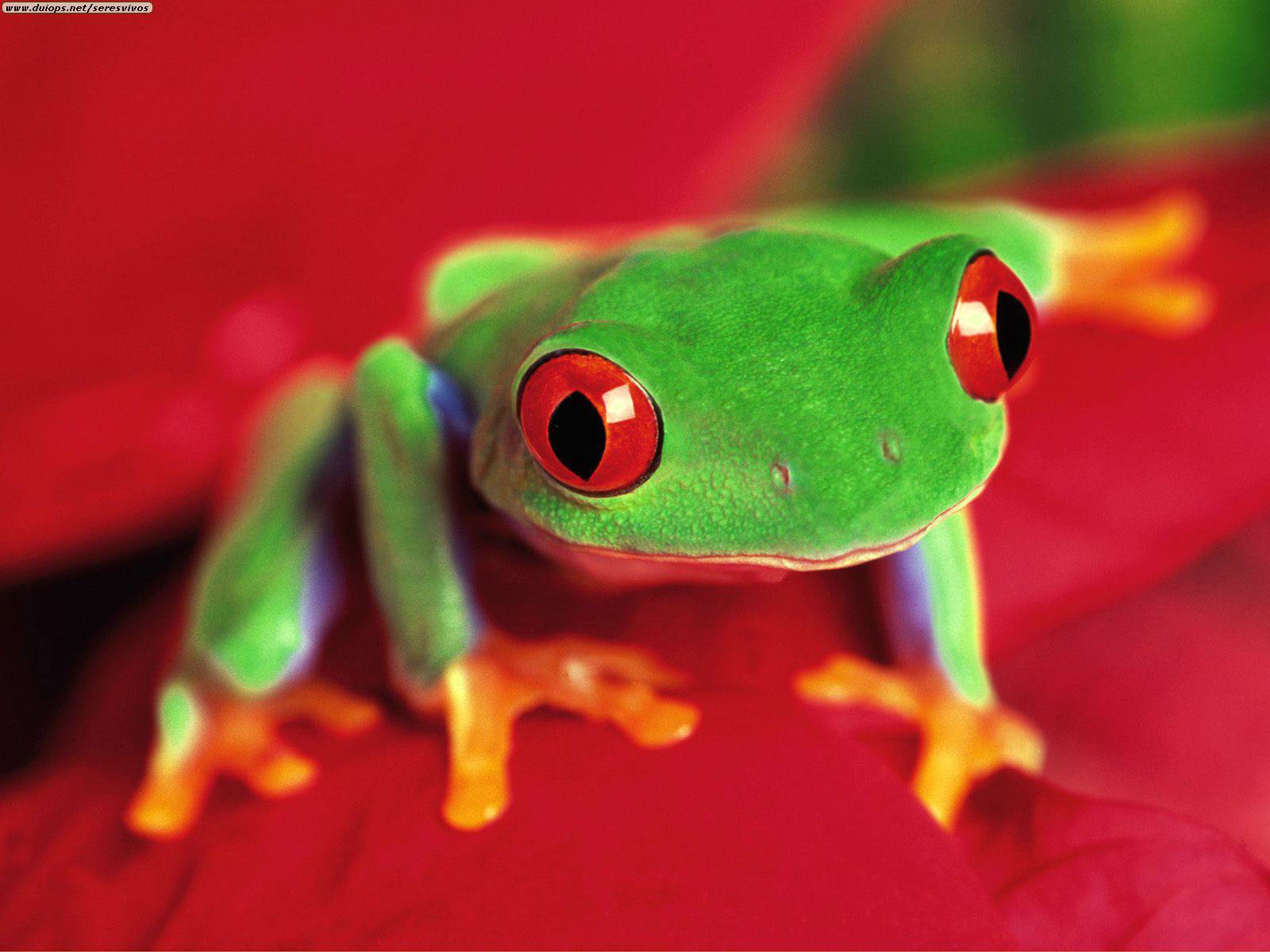 red eyed tree frog