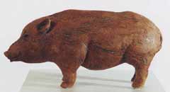 wild_boar_2