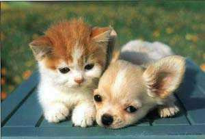 True Friends never fight like cats and dogs...