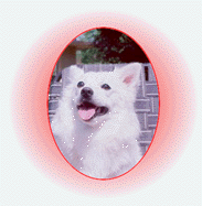My Pet Dog and My Best Friend- Sweety