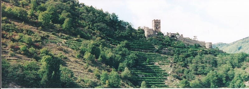 DanubeVineyards2.jpg (101083 bytes)