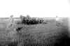 Oats_by_horse.jpg (58918 bytes)