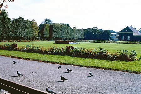 hedge.jpg (53634 bytes)