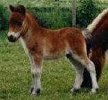 Varsa